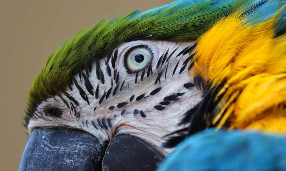 Bliv Klogere På Den Blågule Ara